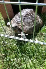 My tortoise Sofia