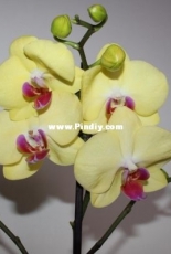 Orchids are my second hobby: Phal. Sun-set