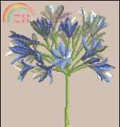DMC XC0994 Agapanthus