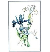 Green Apple 589 - Dutch Iris PCS