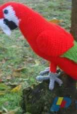 pappagallo rosso