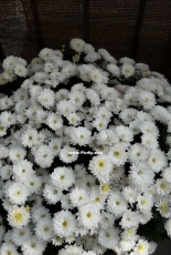 Atumns chrysanthemum