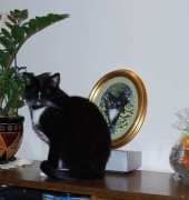 My black Cat Mruczek