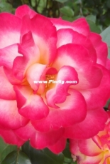My rainbow sherbet rose
