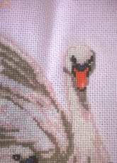 OOE SWANS