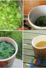 nettle infusion