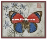 Chimera - Butterfly Vintage 7 by Jane Shasky