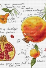 Botany Series - Pomegranate - Alla Erokhova PCS
