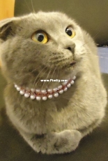 Pearl Collar Kitty