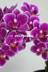Orchids are my second hobby: Phal. Zuma Pixie 'Kultana'