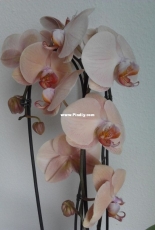 Orchids are my second hobby: Phal. Ledy Marmelade