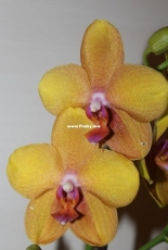 Orchids are my second hobby: Phal. Kwin