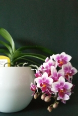 Orchids are my second hobby: Phal. Sogo Be Tris