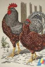 Gallo y gallina