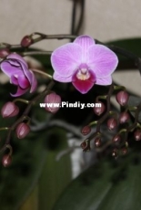 Orchids are my second hobby: Phal. Sogo Vivien