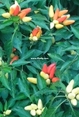 My garden - Жарко peppers