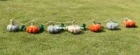 Pumpkin string