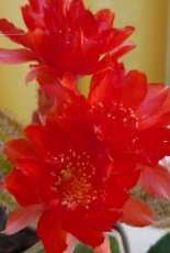 Cactus with red flowers