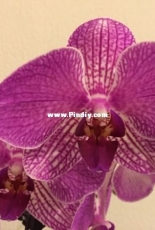 Orchids are my second hobby: phalaenopsis without name