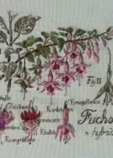 Etudes de Botanique Fuchsia