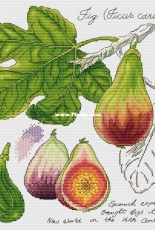 Botany Series -  by Alla Erokhova - Higos pcs