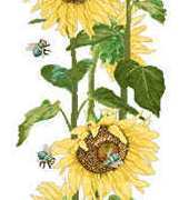 Imperial Cross Stitch L-2086 - Sunflower PCS
