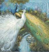 White and Blue Peacocks