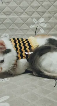 crochet a sweater for my cat