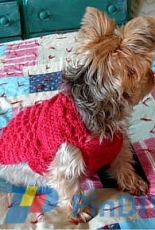 Raspberry Fool Dog Sweater by My Savannah Cottage -Free