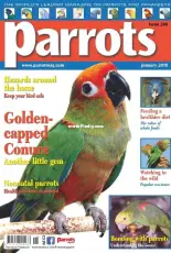 Parrots Issue 240 - January 2018