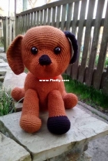 Cute little dog