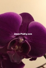 Orchids are my second hobby: Phal. Emperor jewel paars