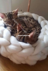 Cat bed for one but fit 2!  Merino wool leftovers
