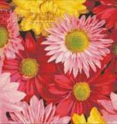 Donna Kooler 366 Gerberas