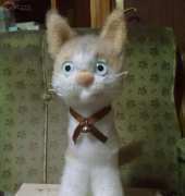 Mi Grey Cat