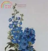 The Silver Lining SL110 Delphiniums