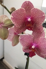 Orchids are my second hobby: Phal. Sesam