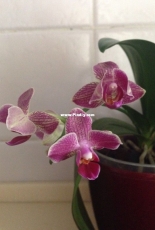 Мои цветущие,орхидеи!
