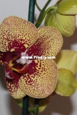 Orchids are my second hobby: Phal. Charmer