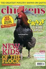 Your Chickens - February 2019