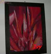 Canna with waterdrops - "My madness"