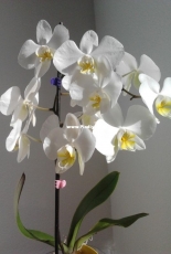 Orchids are my second hobby: Phal. amabilis var. Formosana