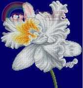 DMC APH2 White orchid
