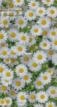 Cross Stitch Love Chamomile by Maria Pulinovich