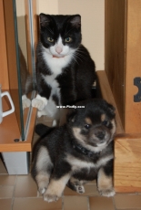 Cat is trapped by puppy