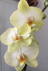 Orchids are my second hobby: Phal. Golden Jaguar