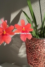 Orchids are my second hobby: Burrageara Nelly Isler "Swiss Orange Beauty"