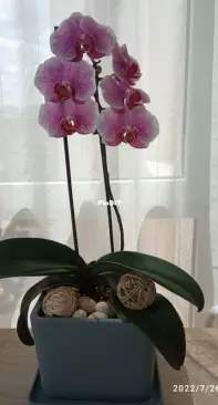 Pandora orchid's first home bloom