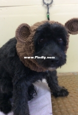 dog hat