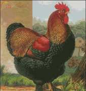 Artecy - Rooster 2